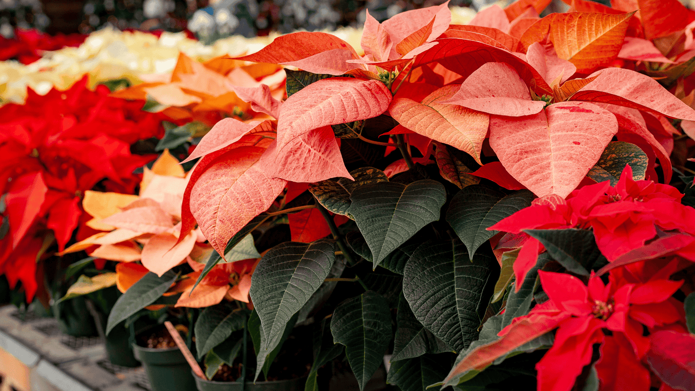 Poinsettias - Ritchie Feed & Seed Inc.